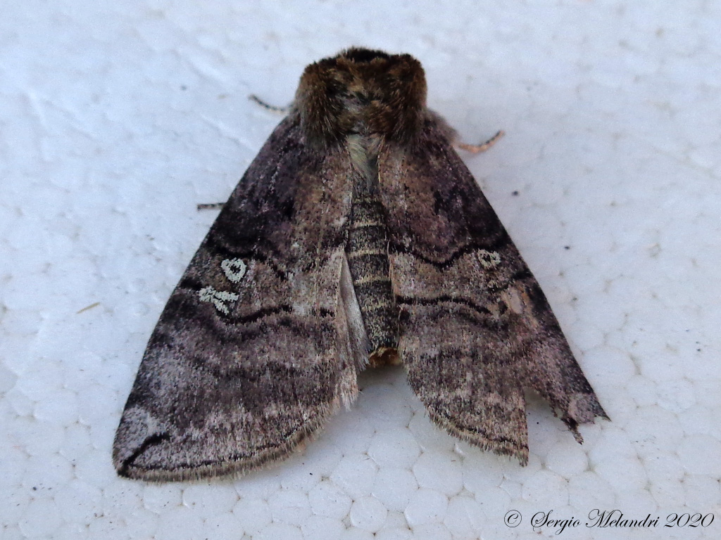 Noctuidae da ID - No, Drepanidae: Tethea or